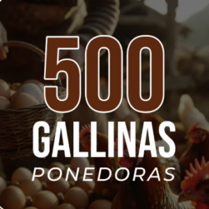500 Gallinas