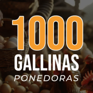 1000 Gallinas
