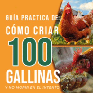 COMO CRIAR 100 GALLINAS Y NO MORIR EN EL INTENTO