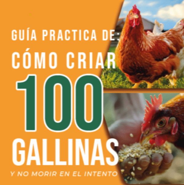COMO CRIAR 100 GALLINAS Y NO MORIR EN EL INTENTO